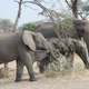 Illustration for article titled Out of Africa. Elephants